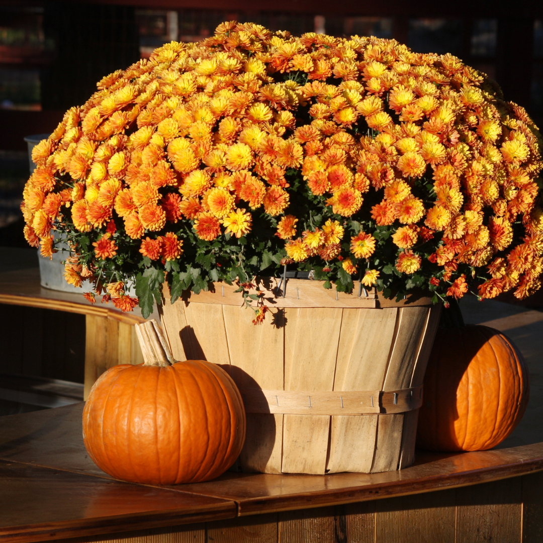 Pumpkin Chai Latte Candle